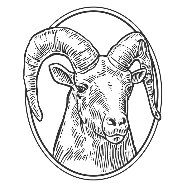 Goat head on white background. — Stock Vector