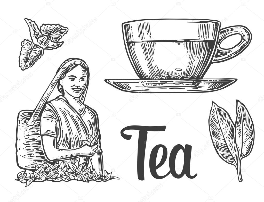 Tea picker woman, tea leaves, cup.