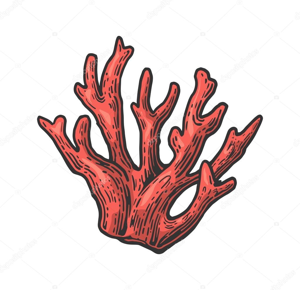 Coral. Color engraving vintage illustration. Isolated on white background.