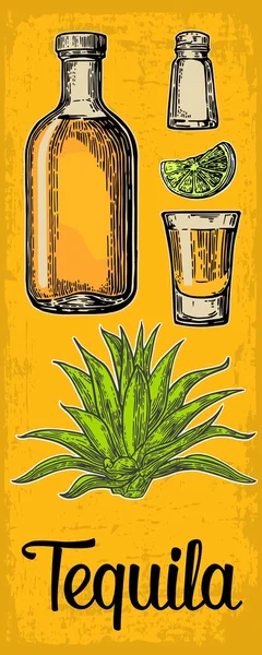 Vidro e garrafa de tequila. Cacto, sal, limão — Vetor de Stock