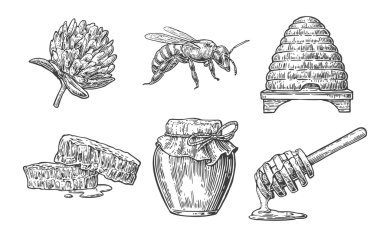 Tatlım küme. Bira ve petek kavanozları. Elle çizilmiş tasarım öğesi. İllüstrasyon vektör kazınmış.