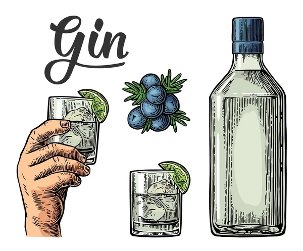 Verre et bouteille de gin et branche de genièvre aux baies — Image vectorielle