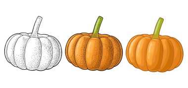 Pumpkin. Vector color vintage engraving illustration. Isolated on white background clipart