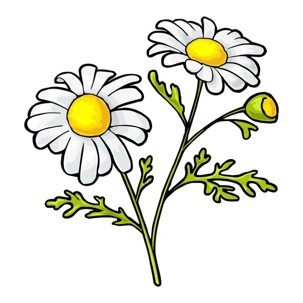 Kamillenblüte Mit Blättern Farbige Vektor Illustration Isoliert Auf Weißem Hintergrund — Stockvektor