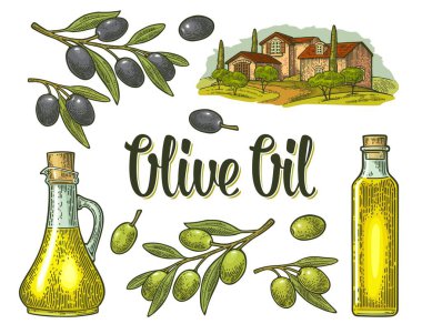 Zeytin koy. Şişe ve sürahi dolusu sıvı, tıpa tıpası ve yapraklı dal. Villası olan kırsal alan ya da tarlası, ağacı ve servisi olan bir çiftlik. Beyaz arkaplana vektör vintage renk oyması