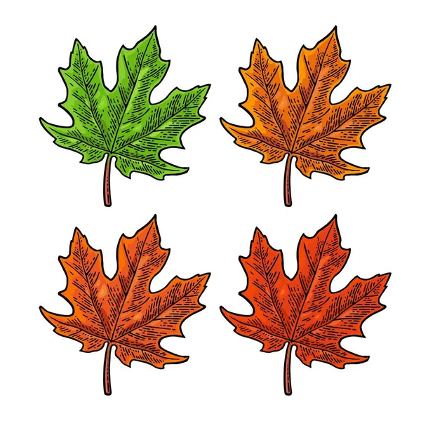 Javorový List Jarní Zelená Podzimní Oranžová Vektorové Rytí Vinobraní Barevné — Stockový vektor