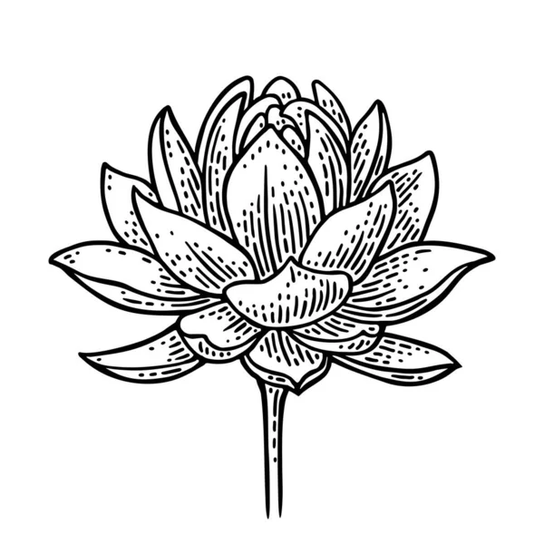 Квітка Лотоса Векторна Чорна Гравюра Старовинна Ілюстрація Ізольована Білому Тлі — стоковий вектор