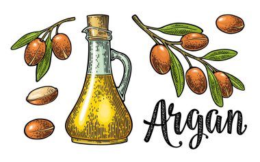Argan dalları, yapraklar, fındıklar, yağlı bir şişe. Beyaz arkaplanda izole edilmiş vektör renk vintage oymacılığı