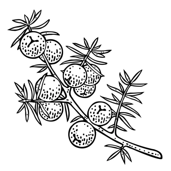 杜松子酒中的浆果 用于标签 网页的古董矢量黑色雕刻插图 因白人背景而被隔离 — 图库矢量图片