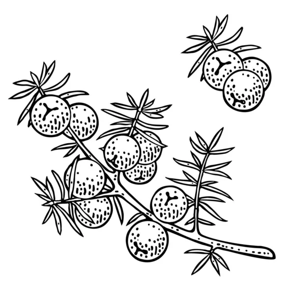 杜松子酒中的浆果 用于标签 网页的古董矢量黑色雕刻插图 因白人背景而被隔离 — 图库矢量图片