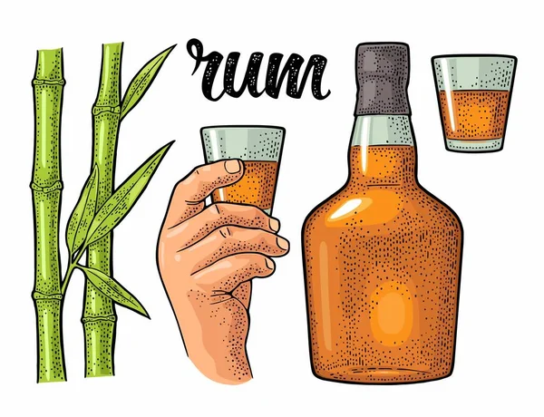 Copo Garrafa Rum Com Cana Açúcar Vintage Vetor Cor Gravura —  Vetores de Stock