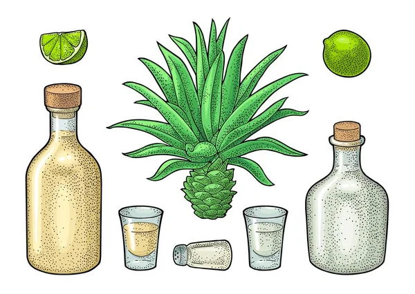 Verre Bouteille Tequila Agave Bleu Cactus Sel Citron Vert Esquisse — Image vectorielle