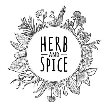 Çember şeklinde yonca, köknar dalı, rowan, zerdeçal, nane, vanilya, defne yaprağı, kakule, zencefil, sakura. Bitki ve baharat el yazısı harfleri. Beyaz üzerine vektör vintage monokrom oymacılığı