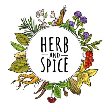 Bitki ve baharat el yazısı harfleri. Yonca, köknar dalı, rowan, zerdeçal, nane, vanilya, defne yaprağı, kakule, zencefil, sakura. Beyaz üzerine vektör renk vintage oymacılığı