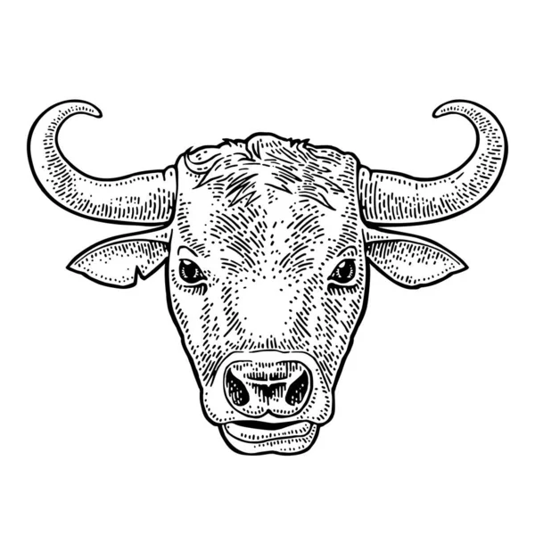 牛头古色古香的黑色矢量雕刻插图为信息图形 被白色背景隔离 手绘图形风格 — 图库矢量图片