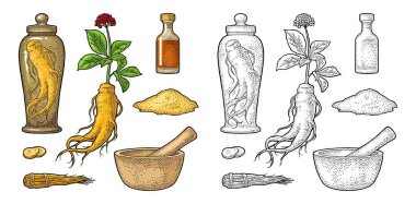 Panax ginseng ayarlayın. Kök, dilim, ip, yaprak, harç, tokmak, cam tentür şişesi. Geleneksel tıp için vektör oyma klasik renk çizimi. Beyaz arkaplanda izole