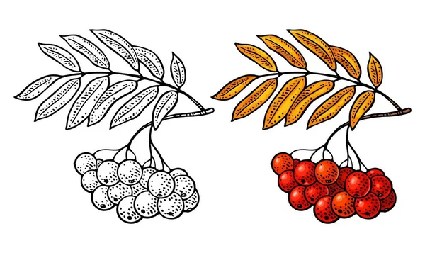 Rowan Branche Avec Feuille Baies Illustration Vectorielle Gravure Vintage Couleur — Image vectorielle
