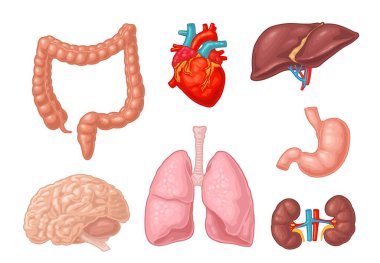 İnsan anatomisi organları. Beyin, böbrek, kalp, karaciğer, mide. Vektör düz simgesi