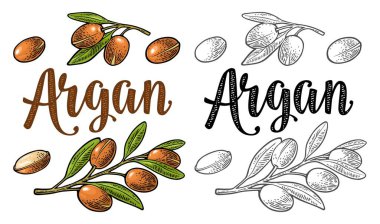 Argan dalları, yapraklar, fındıklar. Yağ kremi paketlemek için. Beyaz arkaplanda izole edilmiş vektör renk vintage oymacılığı