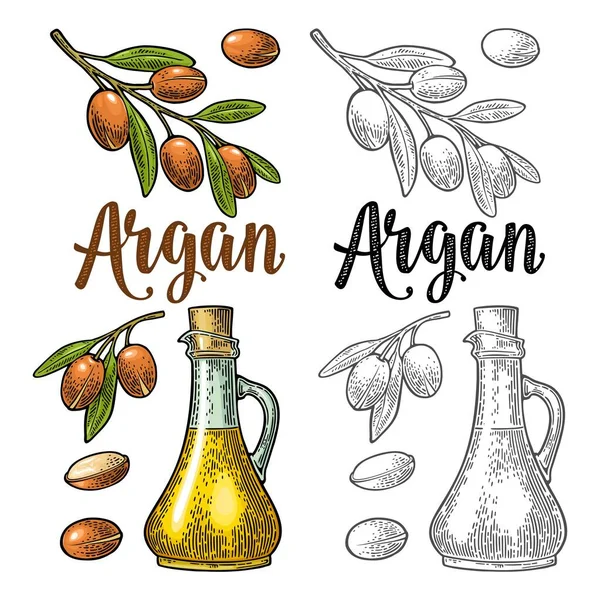 Conjunto de ramas de argán, hojas, nueces, botella con aceite. Grabado vectorial vintage — Vector de stock