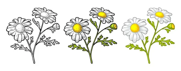 Fleur Camomille Avec Feuilles Gravure Couleur Vintage Vecteur Illustration Isolé — Image vectorielle