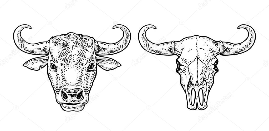 Bull head and skull. Vintage black vector engraving illustration