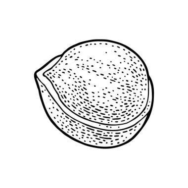 Soyulmuş fındık. Siyah oymalı vintage çizim. Beyazda izole edilmiş