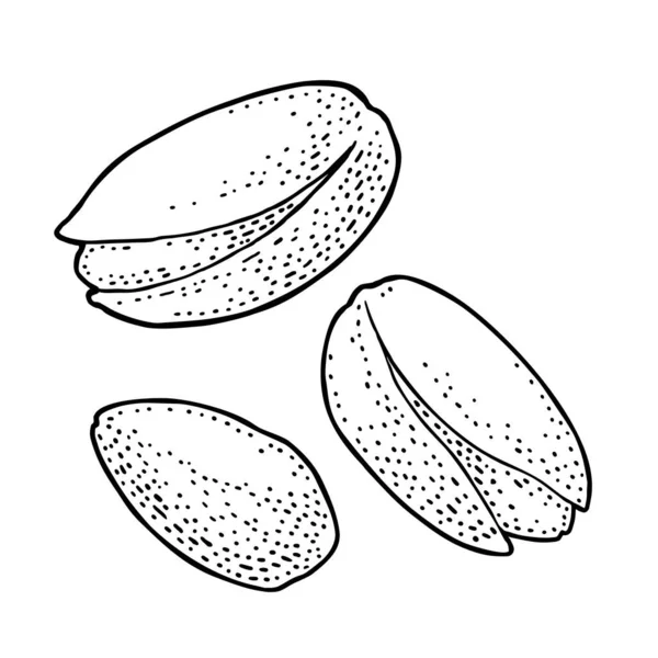 Pistaschnötter med och utan skal. Vektor gravyr färg vintage illustration — Stock vektor