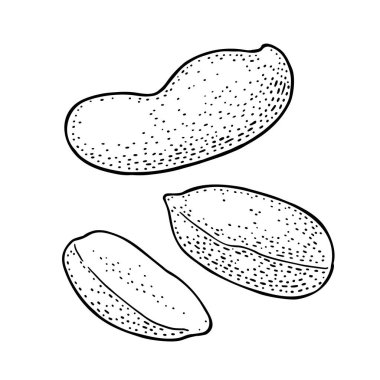 Kabuklu ve kabuksuz tam ve yarım fıstık tohumu. Vektör oymacılığı