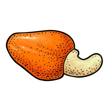 Fındıklı fındık ve fetüs. Vektör oyma siyah vintage illüstrasyon