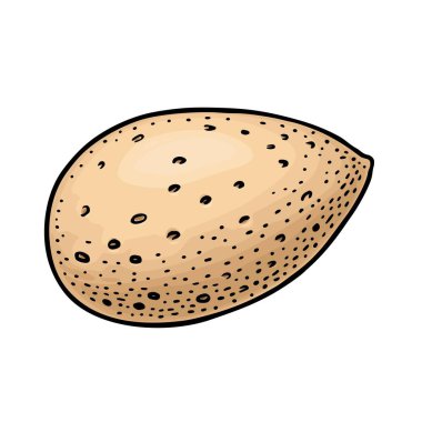 Kapalı kabuklu badem fıstığı. Vektör oyma renk klasik illüstrasyonuName.