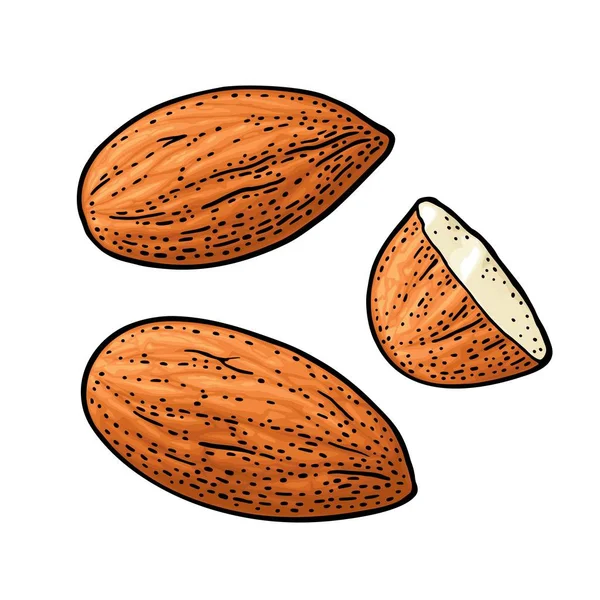 Två mandelnötter utan skal. Vektor färg vintage gravyr — Stock vektor