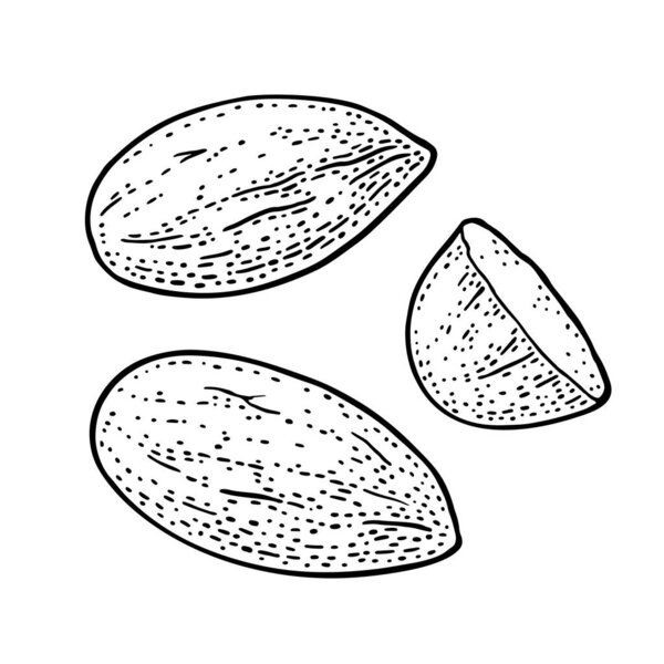 Two whole and one half one half almonds nuts without shell. Vector vintage engraving