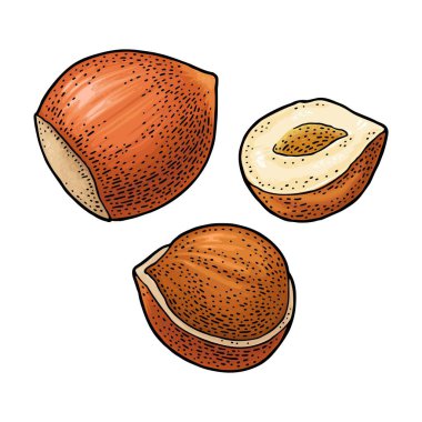 Tam ve yarım fındık koy. Vektör renk oymacılığı vintage illüstrasyon.