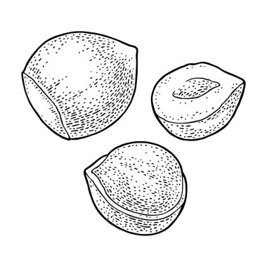 Tam ve yarım fındık koy. Vektör renk oymacılığı vintage illüstrasyon.