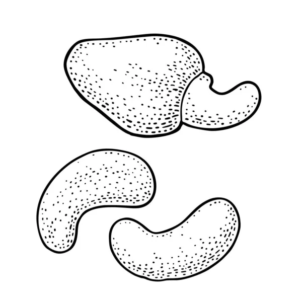 Cashewnuss mit Fötus. Vektorgravur schwarzer Vintage-Illustration — Stockvektor