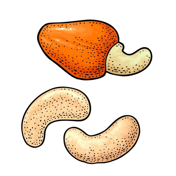 Cashewnoten met foetus. Vector gravure zwarte vintage illustratie — Stockvector