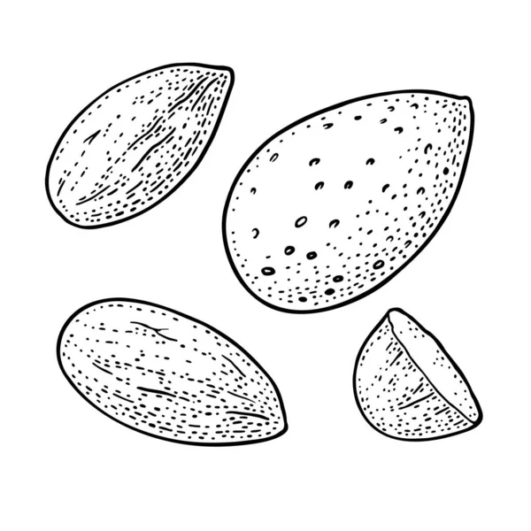 Цілих півтора мигдальних горіхів з оболонкою і без неї. Векторне гравіювання — стоковий вектор