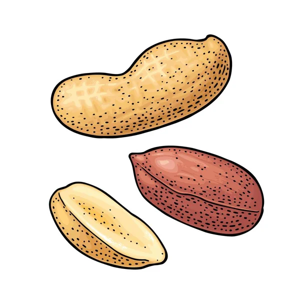 Ganze und halbe Erdnusskerne mit und ohne Schale. Vektorgravur — Stockvektor