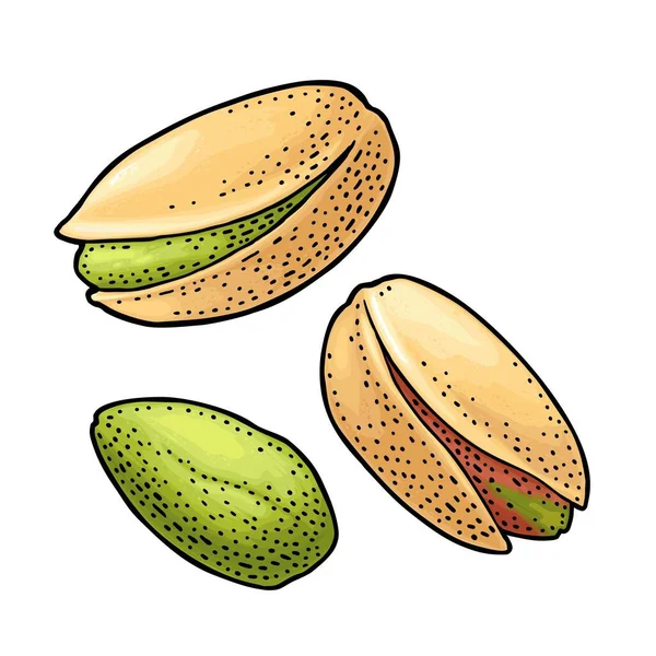 有壳的和没有壳的梨子坚果。矢量雕刻彩色图像 — 图库矢量图片