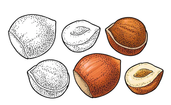 Kešu ořechy s plodem. Vektorové gravírování černé vinobraní ilustrace — Stockový vektor