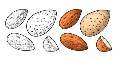 Two whole almonds nuts without shell. Vector color vintage engraving clipart