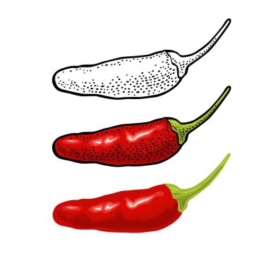 Tam portakallı acı biber. Vektör renk çizimi izole edildi