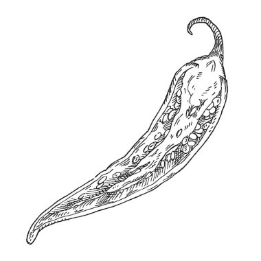 Yarım biberli. Vintage kuluçka vektörü siyah illüstrasyon. Beyaz arka planda izole edilmiş. El çizimi tasarım