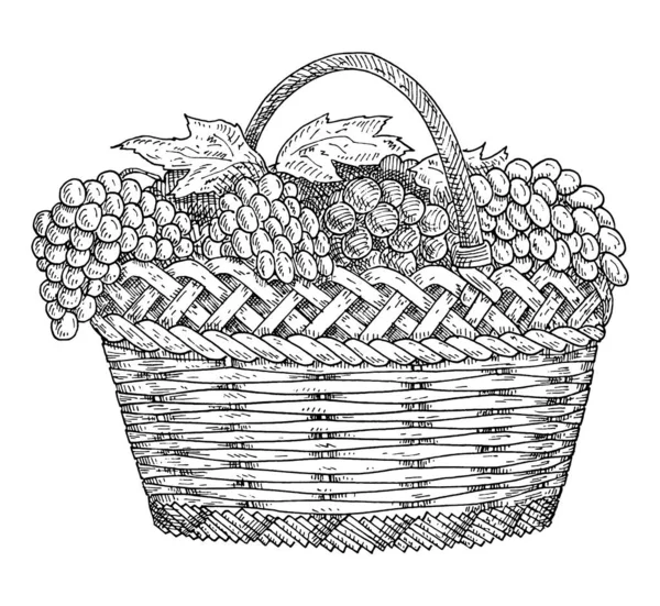Wicker basket with grapes. Vintage hatching gray monochrome illustration. — Stock Vector