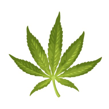 Marihuana yaprağı. Etiket, poster ve web için renk vektörü gerçekçi illüstrasyon. Beyaz arkaplanda izole