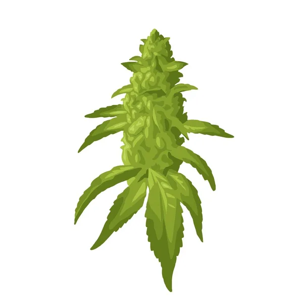 Maconha planta madura com folhas e botões de cannabis. Ilustração realista vetorial de cores — Vetor de Stock