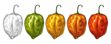 Whole red, green, orange, yellow pepper habanero. Vintage vector hatching color illustration. Isolated on white background. Hand drawn design clipart