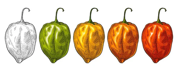 Ολόκληρο Κόκκινο Πράσινο Πορτοκαλί Κίτρινο Habanero Πιπέρι Vintage Διανυσματική Απεικόνιση — Διανυσματικό Αρχείο