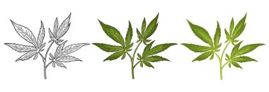 Yapraklı marihuana dalı. Renk vektörü gerçekçi illüstrasyon
